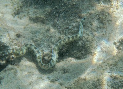 Snowflake Moray Eel