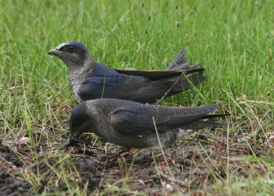 Purple Martins; females gathering nesting material