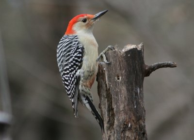 Red-bellied Woodpecker; male
