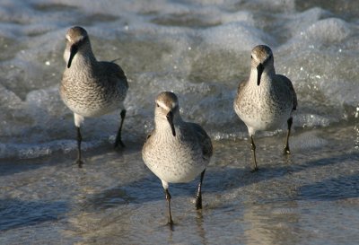 Red Knots; basic