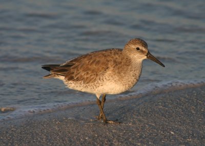 Red Knot; basic
