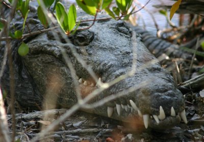 American Crocodile