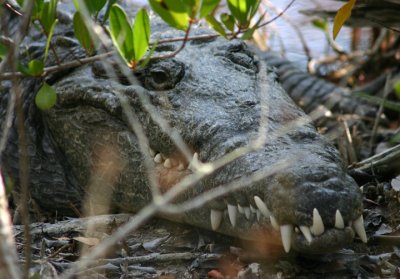 Crocodilians