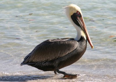 Brown Pelican