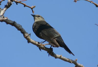 Brewer's Blackbird; female