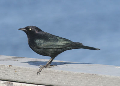 Brewer's Blackbird; male