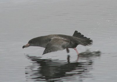 Pink-footed Shearwater