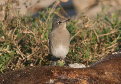 Mountain Bluebird; young male