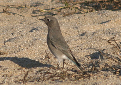 Mountain Bluebird; young male