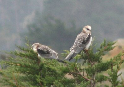 White-tailed Kites; juveniles