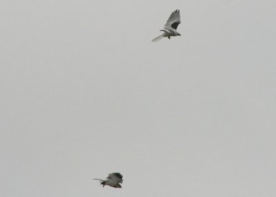 Juvenile takes its meal!