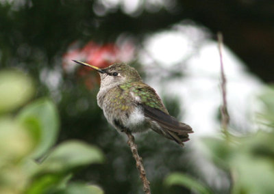 Anna's Hummingbird; female