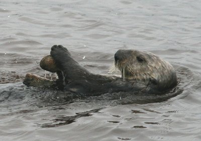 Sea Otter cracking a clam