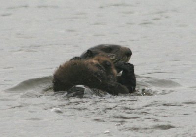 Sea Otter with pup