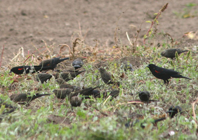 Bicolored Red-winged Blackbirds