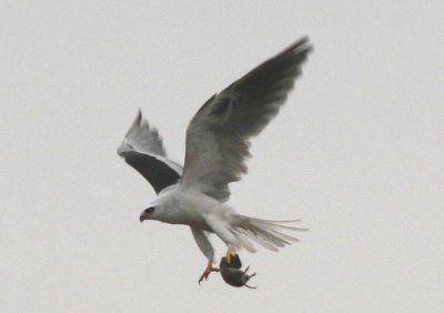 White-tailed Kite snatching a rodent