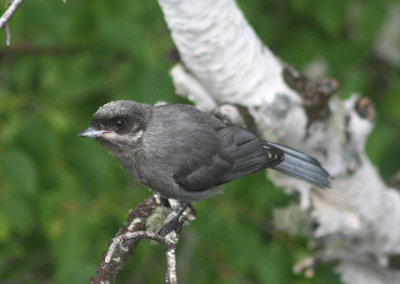 Canada Jay; juvenile