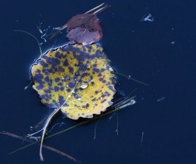 Floating Leaf