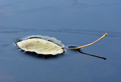 Floatin Leaf #2