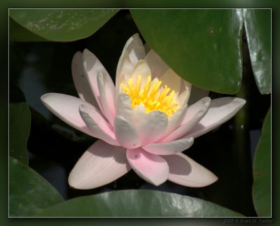 Water Lily 01
