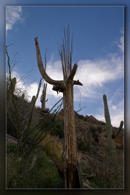 Sabino Canyon Sunrise 05