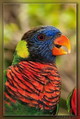 Rainbow Lorikeet 01_hf.jpg