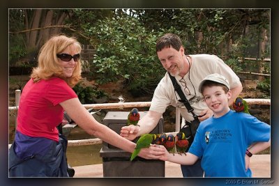 Rainbow Lorikeet 03_hf.jpg