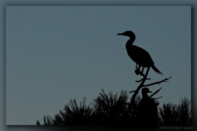 Silhouette 01_hf.jpg