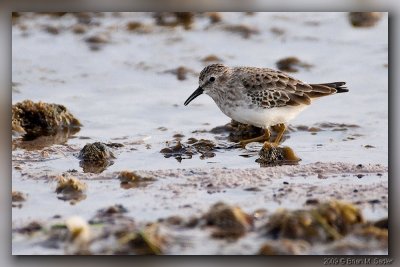 Unidentiried Bird 03_hf.jpg