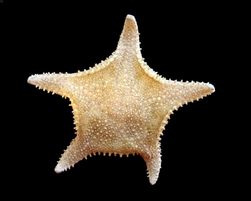 Astropecten