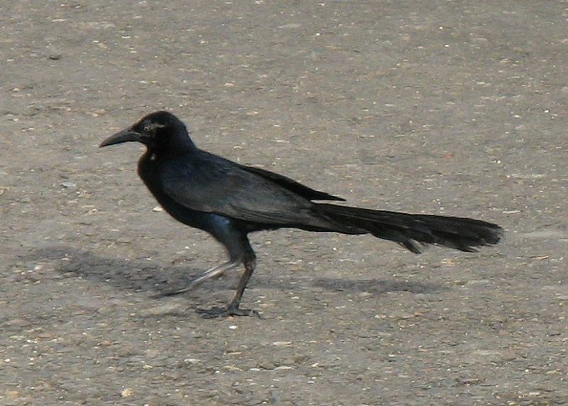 Great-tailed Grackle (Quiscalus mexicanus)