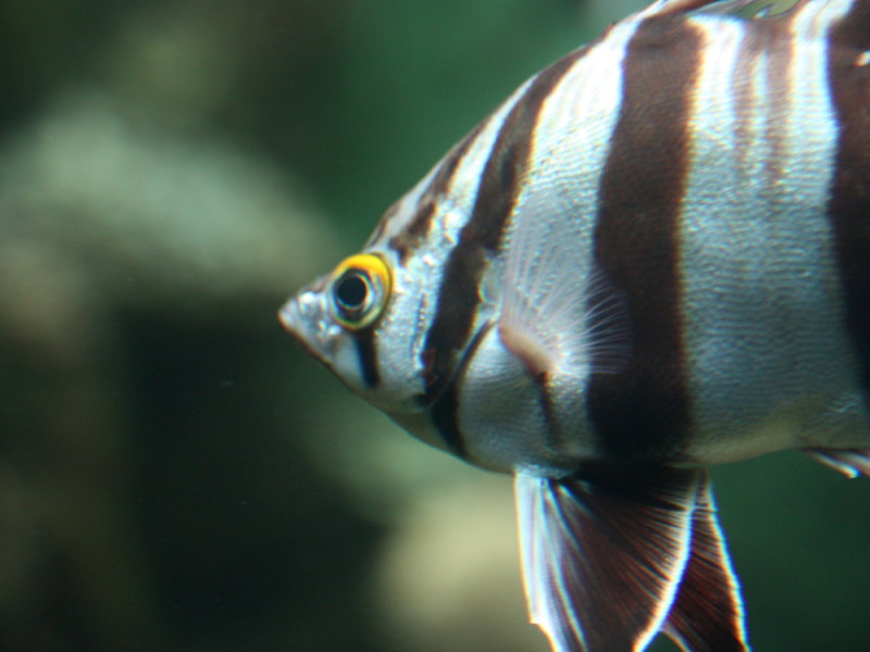 Old Wife (Enoplosus armatus)