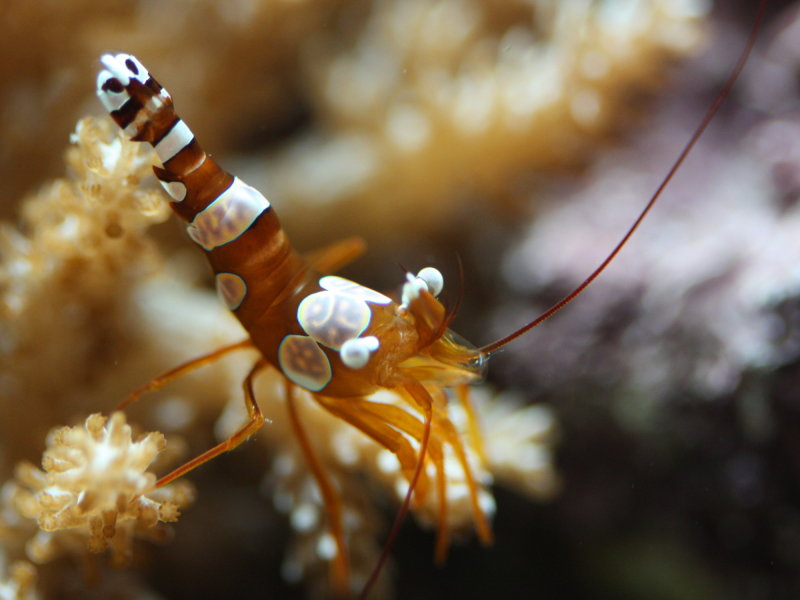 Squat Anemone Shrimp (Thor amboinensis)