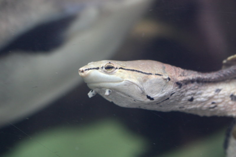 Argentine Sideneck Turtle (Phrynops hilarii)