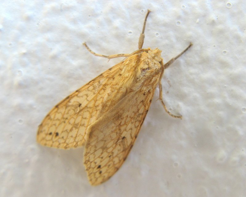 Tiger Moth (Lophocampa sp.)