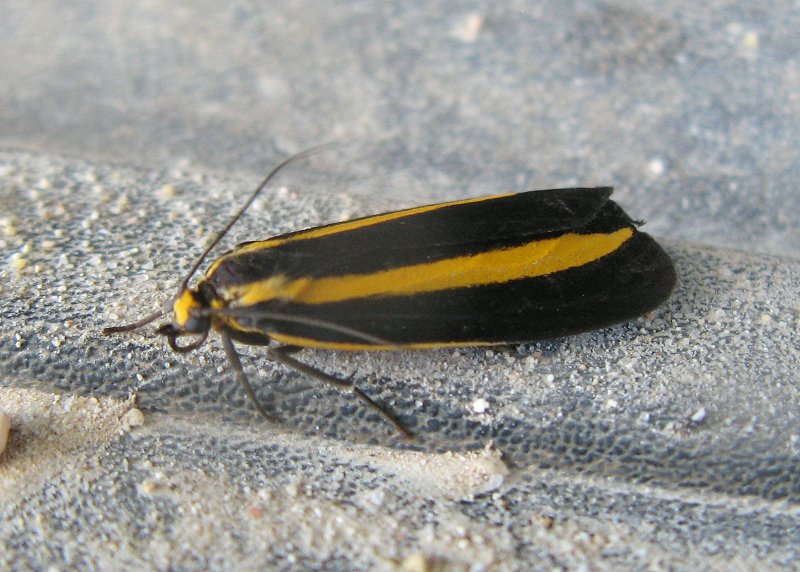 Tiger Moth (Ormetica sp.)