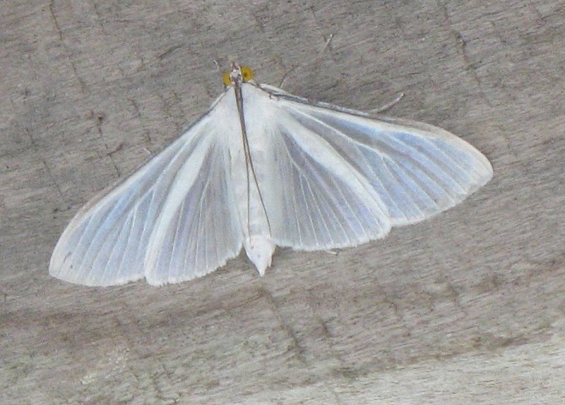 Jasmine Moth (Palpita sp.)