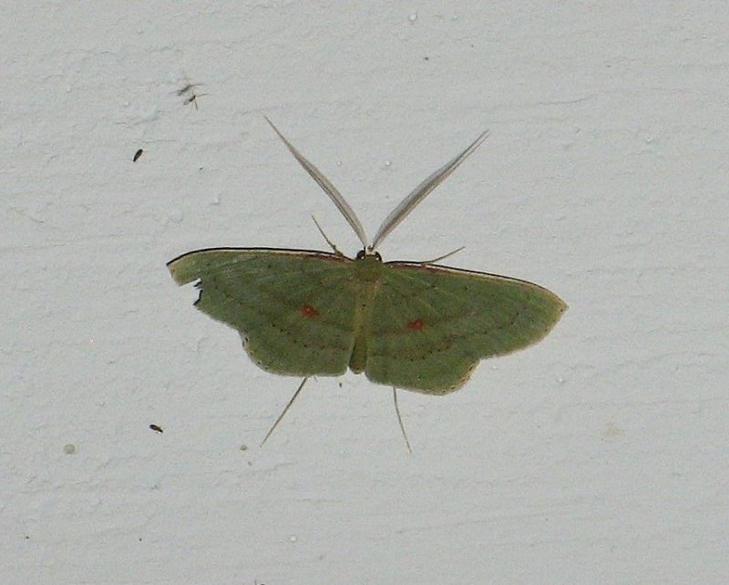 Geometrid Moth (Ametris cf.)