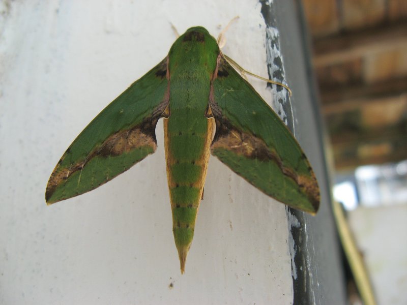 Sphinx Moth (Xylophanes chiron)