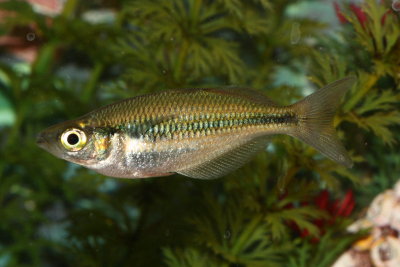 Banded Rainbowfish (Melanotaenia trifasciata)