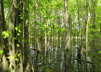 seasonal swamp