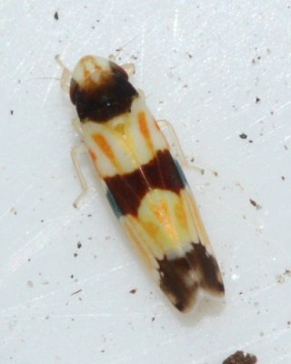 Erythroneura tricincta (Typhlocybinae)