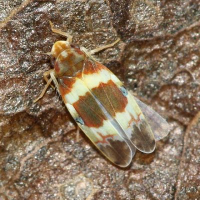 Erythroneura vitis (Typhlocybinae)