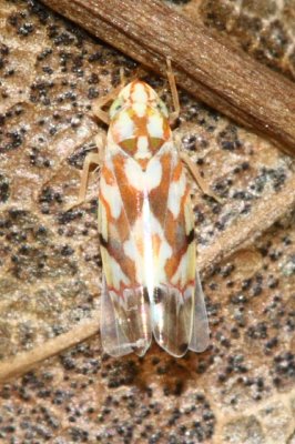 Erythroneura vitifex (Typhlocybinae)