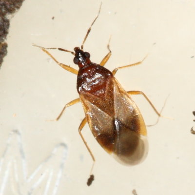 Family Anthocoridae - Minute Pirate Bugs