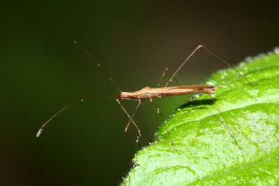Family Berytidae - Stilt Bugs