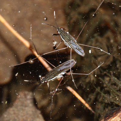 Family Gerridae - Water Striders