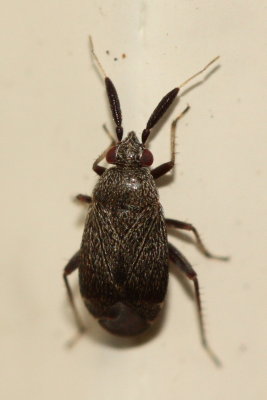 Atractotomus mali (Phylinae)