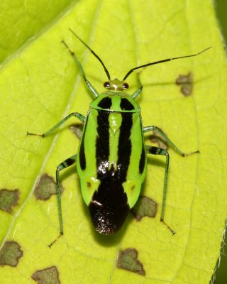 Four-lined Plant Bug, Poecilocapsus lineatus (Mirinae)