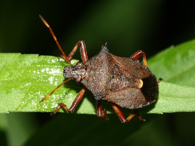 Picromerus bidens